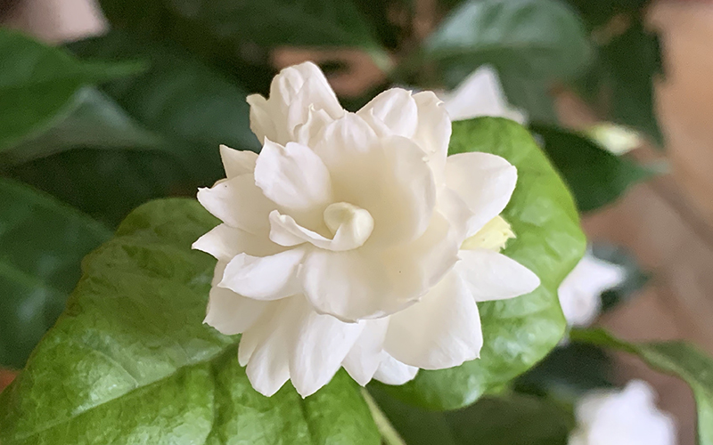 Bengali Flower Names